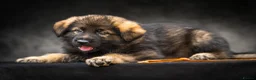 German Shepherd dogs for sale: Gorgeous German shepherd babies  - Advert 14