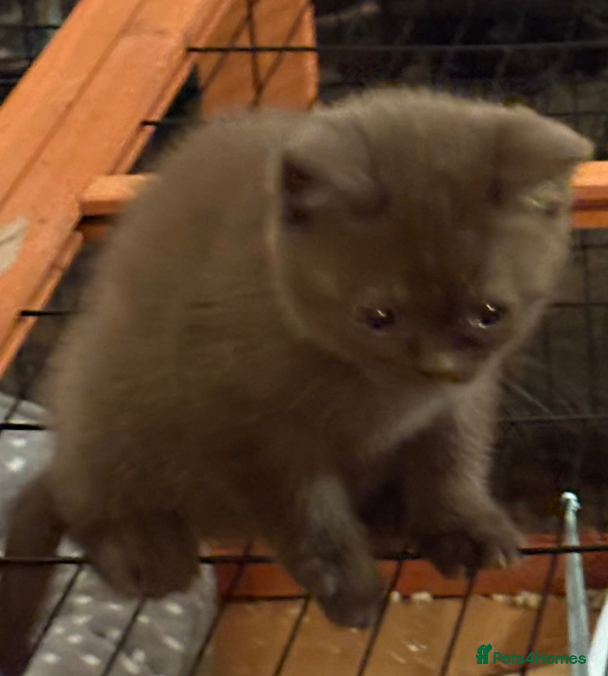 British Shorthair cats Three stunning female chocolate kittens available  - Advert 9