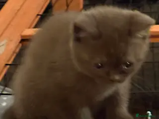 British Shorthair cats Three stunning female chocolate kittens available - Advert 9