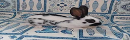 English rabbits for sale: Yurvac vaccinated purebred baby English rabbits! - Advert 8