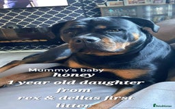 Rottweiler dogs for sale: (KC) REX & DELLAS FINAL LITTER OF QUALITY PUPS - Image 22
