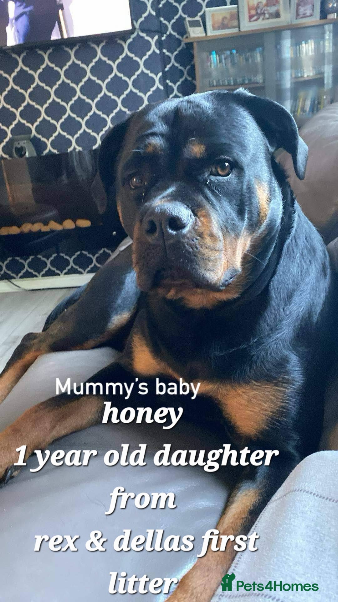 Rottweiler dogs for sale: (KC) REX & DELLAS FINAL LITTER OF QUALITY PUPS - Image 22