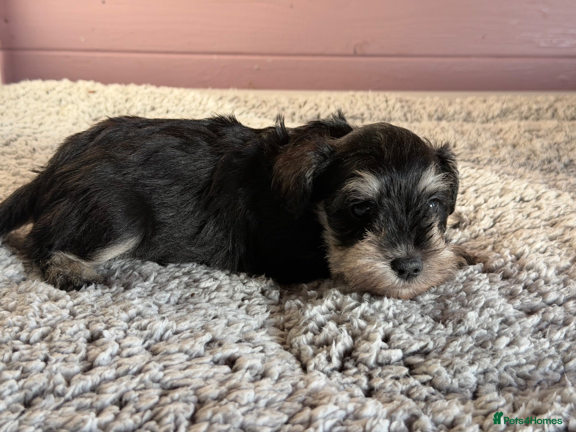 Miniature Schnauzer dogs Last black and silver girl  - Advert 2