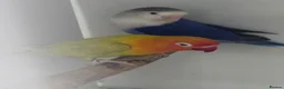 Lovebirds birds for sale: Mutation Love Bird for sale  - Advert 10