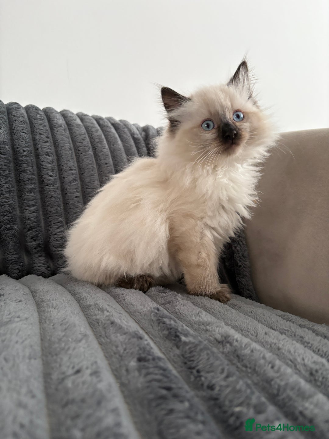 Ragdoll cats for sale: 2 Ragdoll Kittens left 🐾🤍 READY TO LEAVE NOW! - Image 10