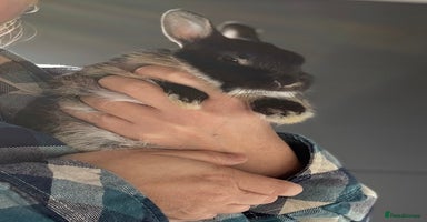 Netherland Dwarf rabbits - Advert 5
