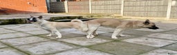 Akita dogs for stud: Proven Akita Stud Available  - Advert 4