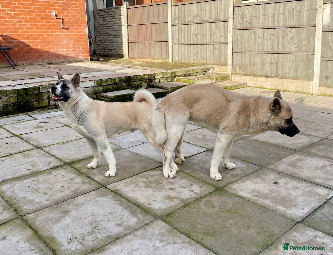 Akita dogs for stud: Proven Akita Stud Available  - Advert 4