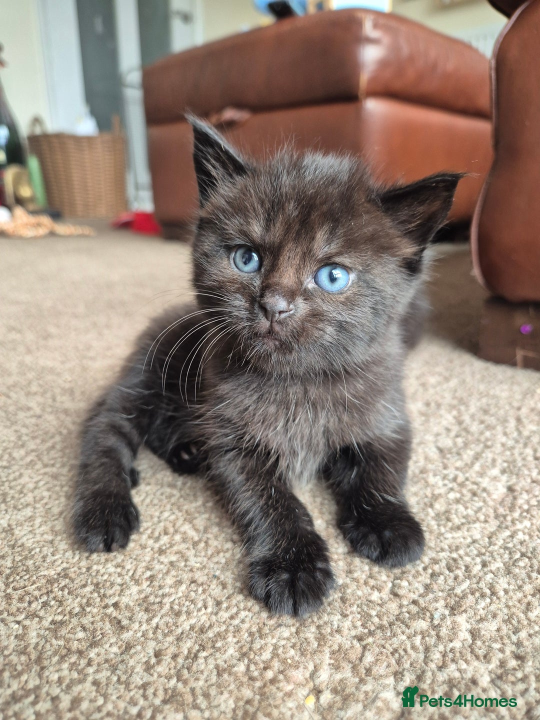 Mixed Breed cats for sale: 😺 VERY FRIENDLY KITTENS 😺 - Advert 18