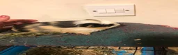 Guinea Pig rodents for sale: Baby Guinee pigs and Adult Male - Advert 3