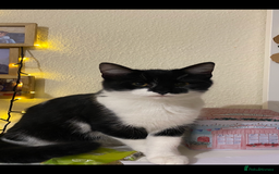 Mixed Breed cats for sale: Beautiful kitten  - Image 20