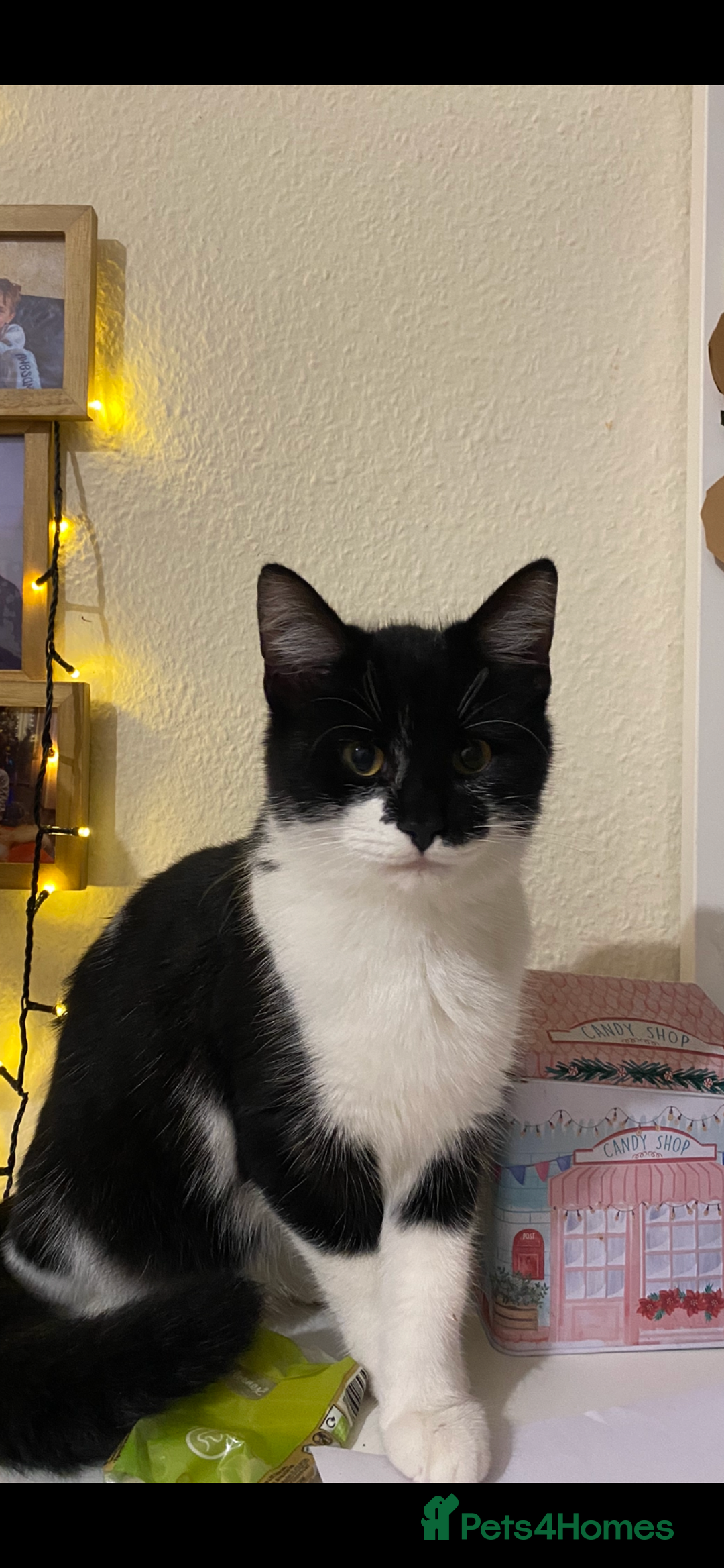 Mixed Breed cats for sale: Beautiful kitten  - Image 20