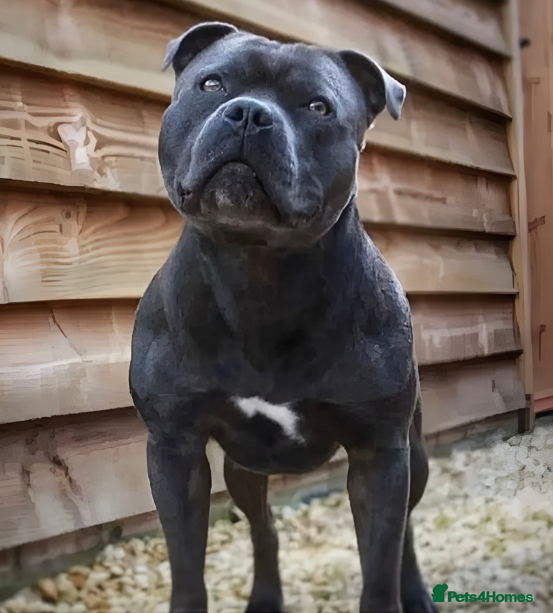 Staffordshire Bull Terrier dogs 🇬🇧 ONE & ONLY HERCULES, BLUE HEALTH TESTED STUD in Abingdon - Advert 8