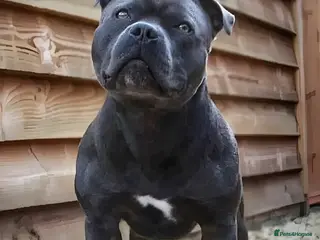 Staffordshire Bull Terrier dogs 🇬🇧 ONE & ONLY HERCULES, BLUE HEALTH TESTED STUD in Abingdon - Advert 8