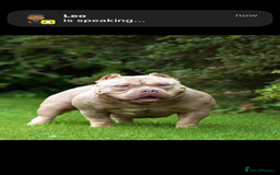 American Bully dogs for sale: 🦍🩸cowboy🤠- micro bully’s for sale  - Image 18