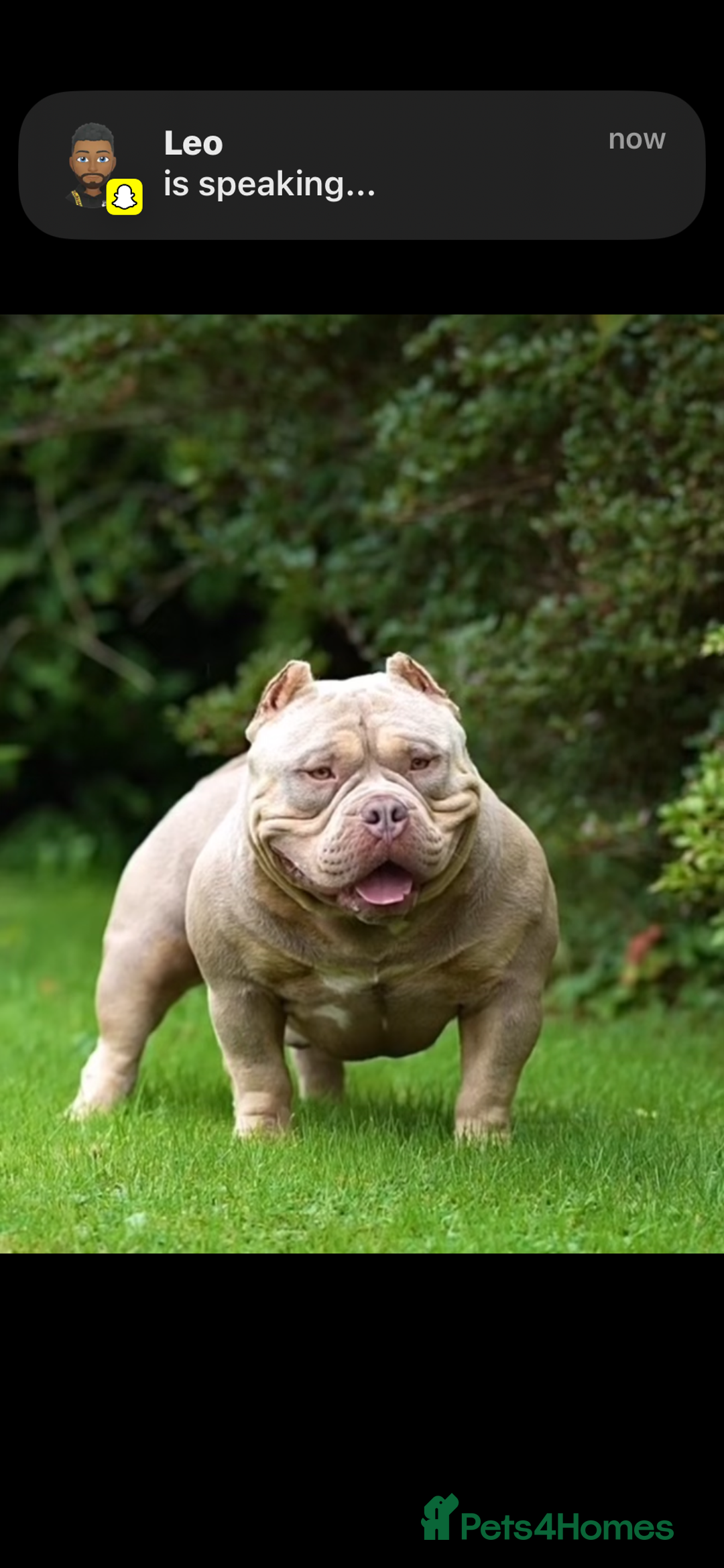American Bully dogs for sale: 🦍🩸cowboy🤠- micro bully’s for sale  - Image 18