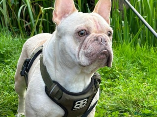 French Bulldog dogs in Stoke-on-Trent - Advert 11