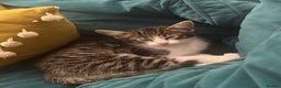 Savannah cats for sale: Savannah F2 Cross - Advert 1