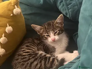 Savannah cats Savannah F2 Cross - Advert 5