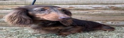 Miniature Dachshund dogs for sale: Gorgeous Miniature Dachshunds - Advert 3