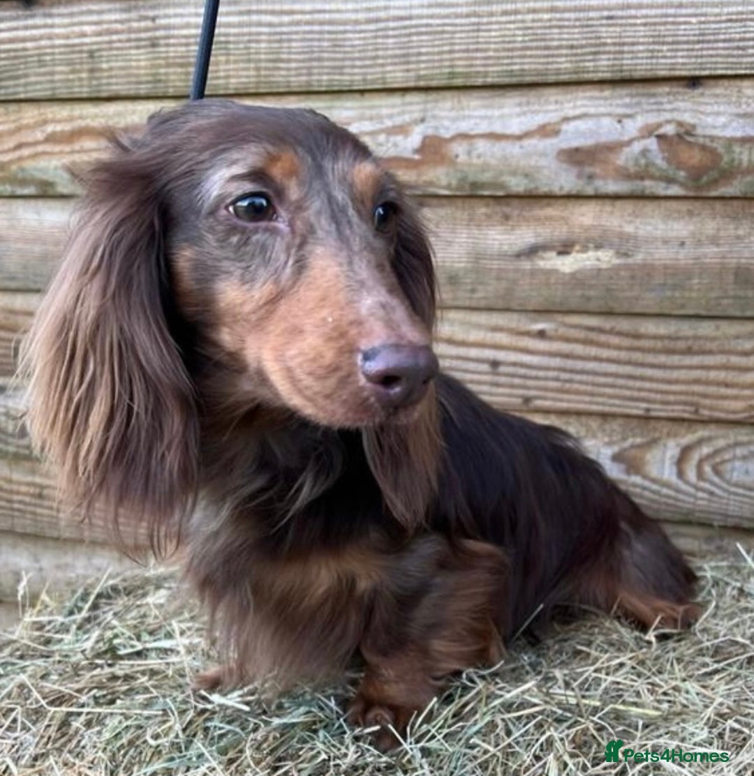 Miniature Dachshund dogs for sale: Gorgeous Miniature Dachshunds - Advert 3