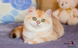 British Shorthair cats for sale: GCCF reg British Shorthair Chocolate Gold Kittens  in London - Image 9