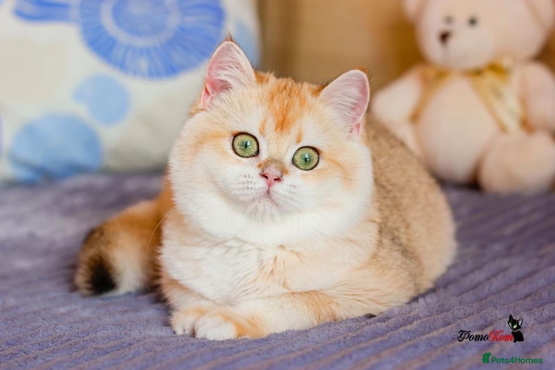 British Shorthair cats for sale: GCCF reg British Shorthair Chocolate Gold Kittens  in London - Image 9