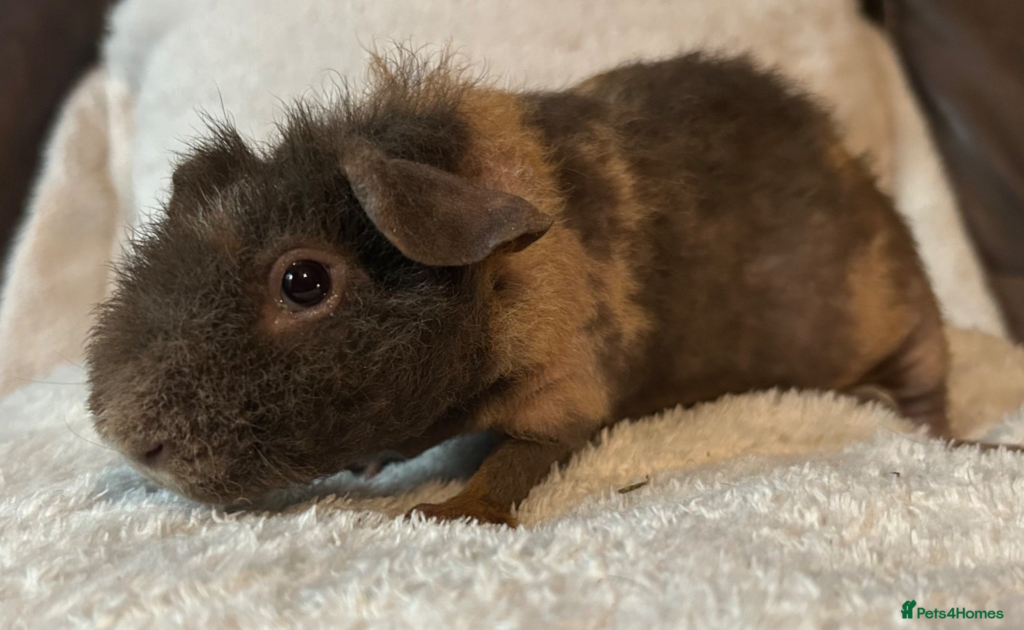 Guinea Pig rodents Skinny Pig Boars. - Advert 7
