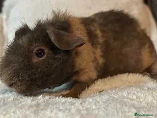 Guinea Pig rodents Skinny Pig Boars. - Advert 7