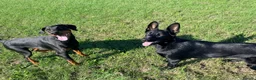 German Shepherd dogs for sale: Blaze  - Advert 2