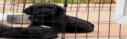 Sprocker dogs for sale: Gorgeous black sprocker  in Chesterfield - Advert 2