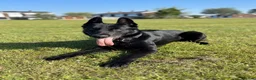 Belgian Shepherd Dog dogs for stud: Belgian Malinois  - Advert 4