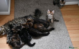 Siberian cats for sale: Beautiful purebred Siberian kittens-Hypoallergenic - Image 4