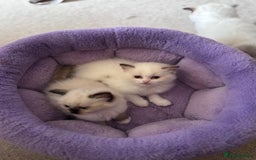 Ragdoll cats for sale: Pedigree Ragdoll Kittens (2xM,1xF) TICA Registered - Image 5