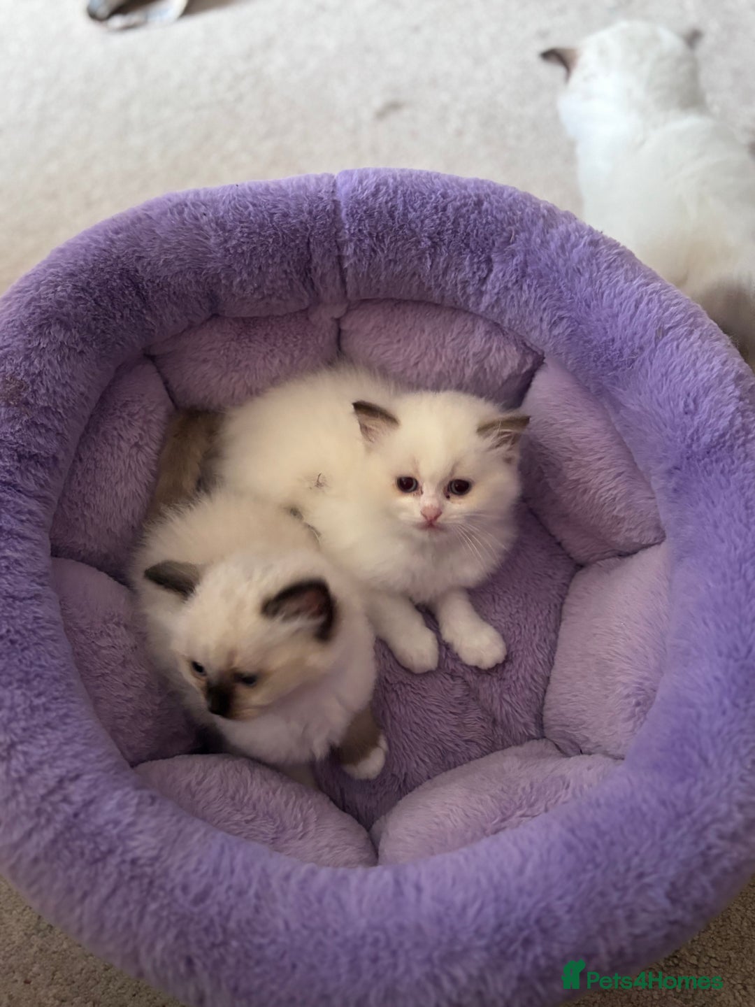 Ragdoll cats for sale: Pedigree Ragdoll Kittens (2xM,1xF) TICA Registered - Image 5