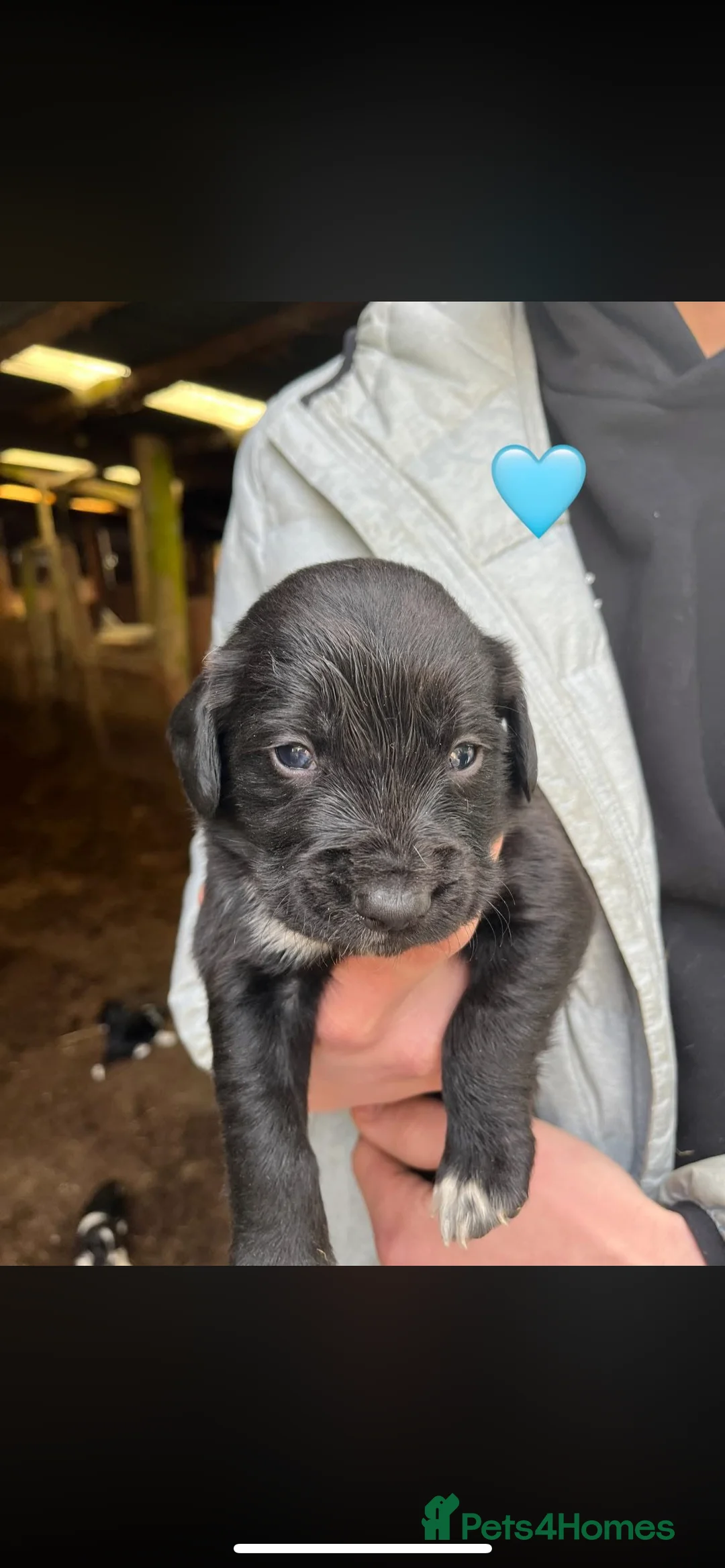 Sprollie dogs for sale: Sprollie puppies  - Advert 6