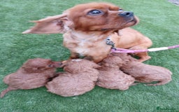 Cavapoo dogs for sale: Red cavapoo pups - Advert 1