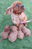 Cavapoo dogs Red cavapoo pups - Advert 7