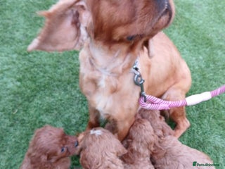 Cavapoo dogs Red cavapoo pups - Advert 1