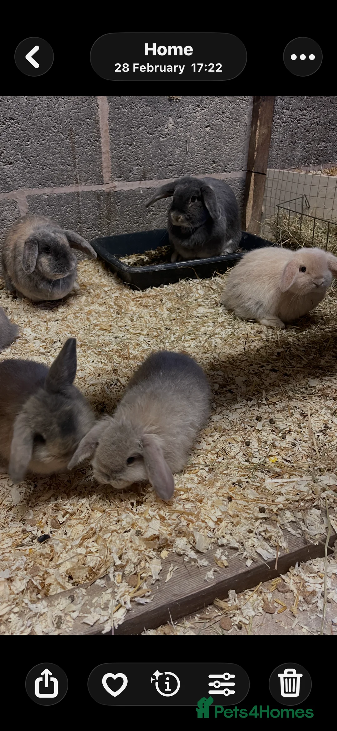 Mini Lop rabbits for sale: Mini lops - Advert 8