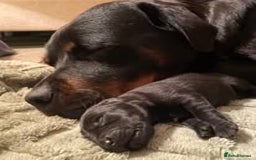 Mixed Breed dogs for sale: The Perfect Family Mid-Sized Pet - Sprocker X Rott - Image 5