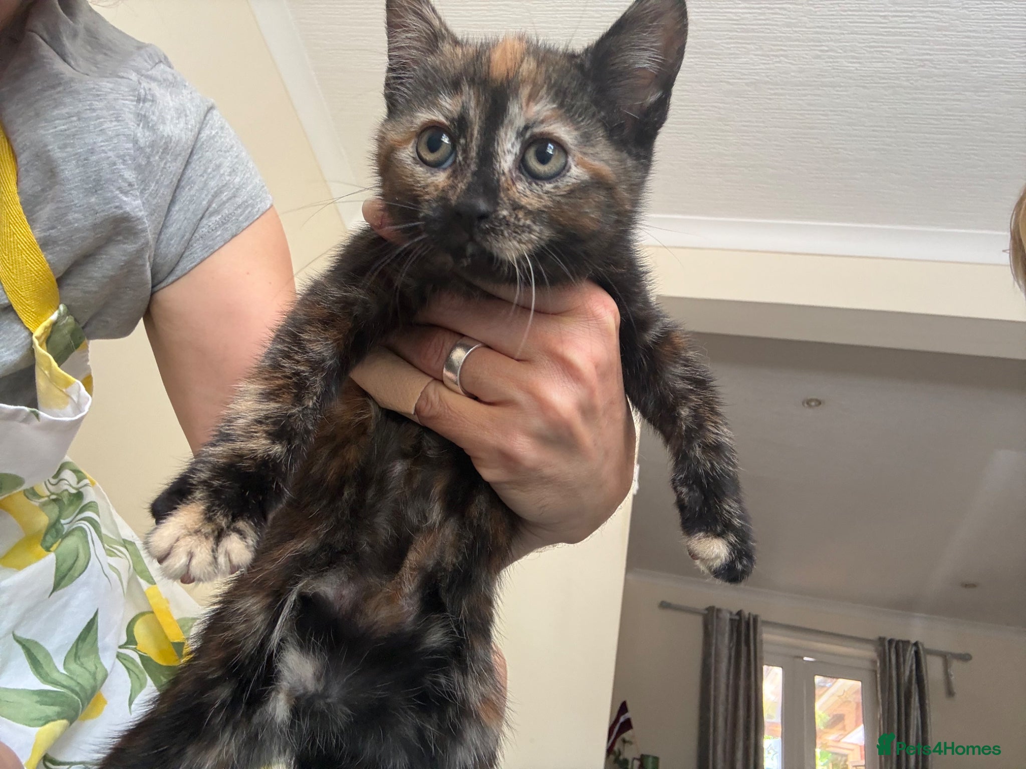 Mixed Breed cats for sale: Kittens for sale READY NOW in Brandon - Advert 25