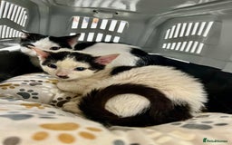 Mixed Breed cats for adoption: Goose the rescue kitten needs forever home - Image 4