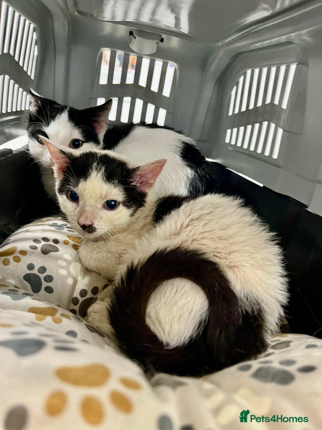 Mixed Breed cats for adoption: Goose the rescue kitten needs forever home - Image 4