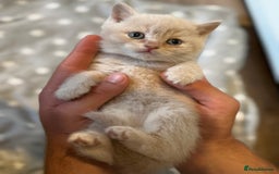 British Shorthair cats for sale: British Shorthair Kittens  - Image 2