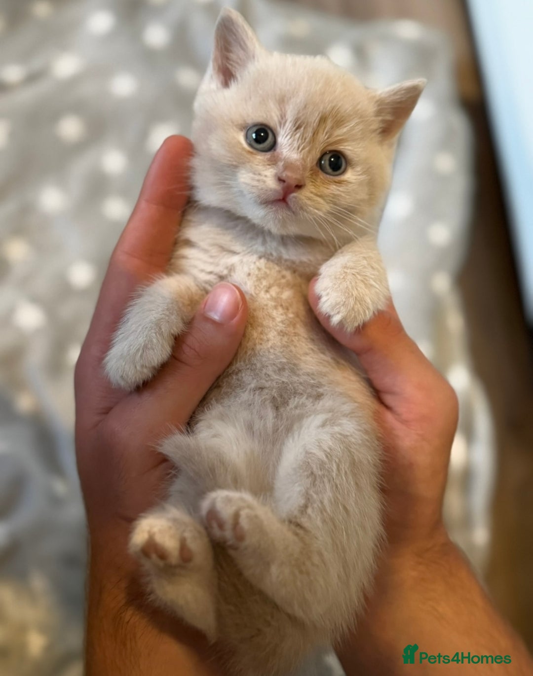 British Shorthair cats for sale: British Shorthair Kittens  - Image 2