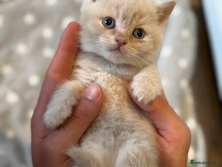 British Shorthair cats - Advert 20