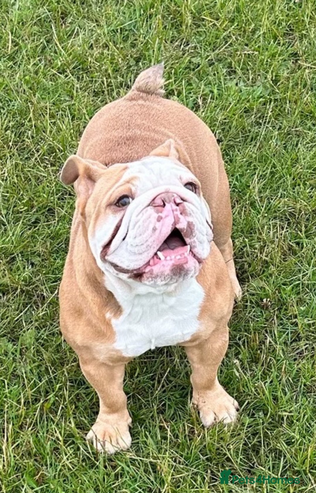 English Bulldog dogs for sale: English bulldog puppies  - Advert 14
