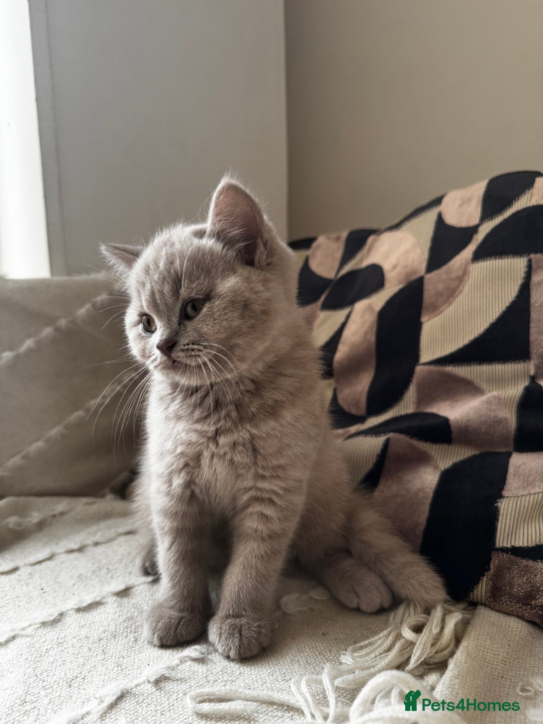 British Shorthair cats for sale: Beautiful Lilac BSH Kittens – Pedigree Parents - Advert 13