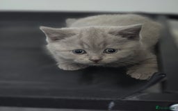 British Shorthair cats for sale: Tica registered British shorthair, ready now! - Image 2